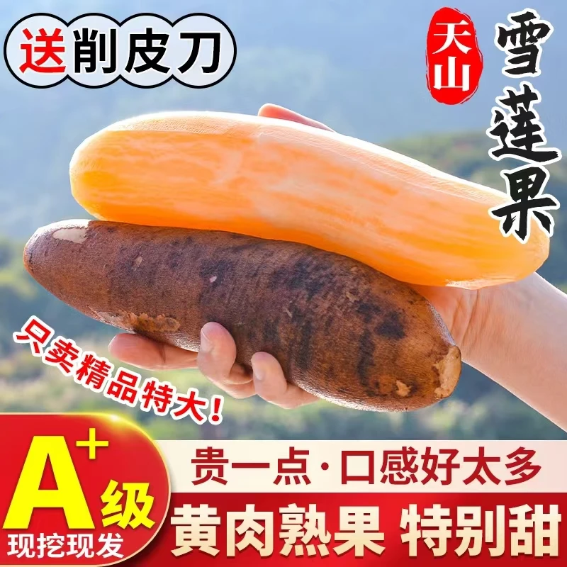 云南天山雪莲果包邮9斤5斤装新鲜现挖现发