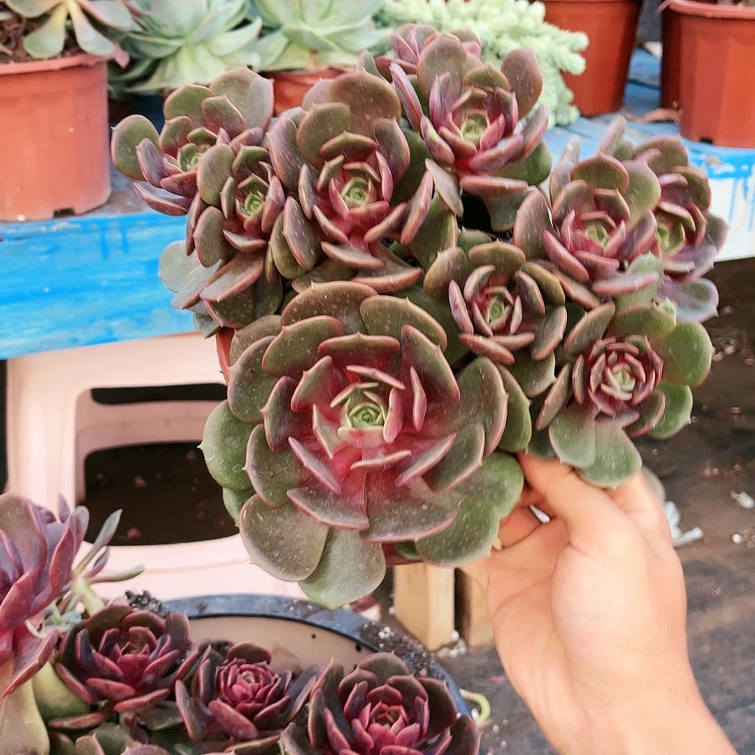 大红袍19.99多肉植物精品