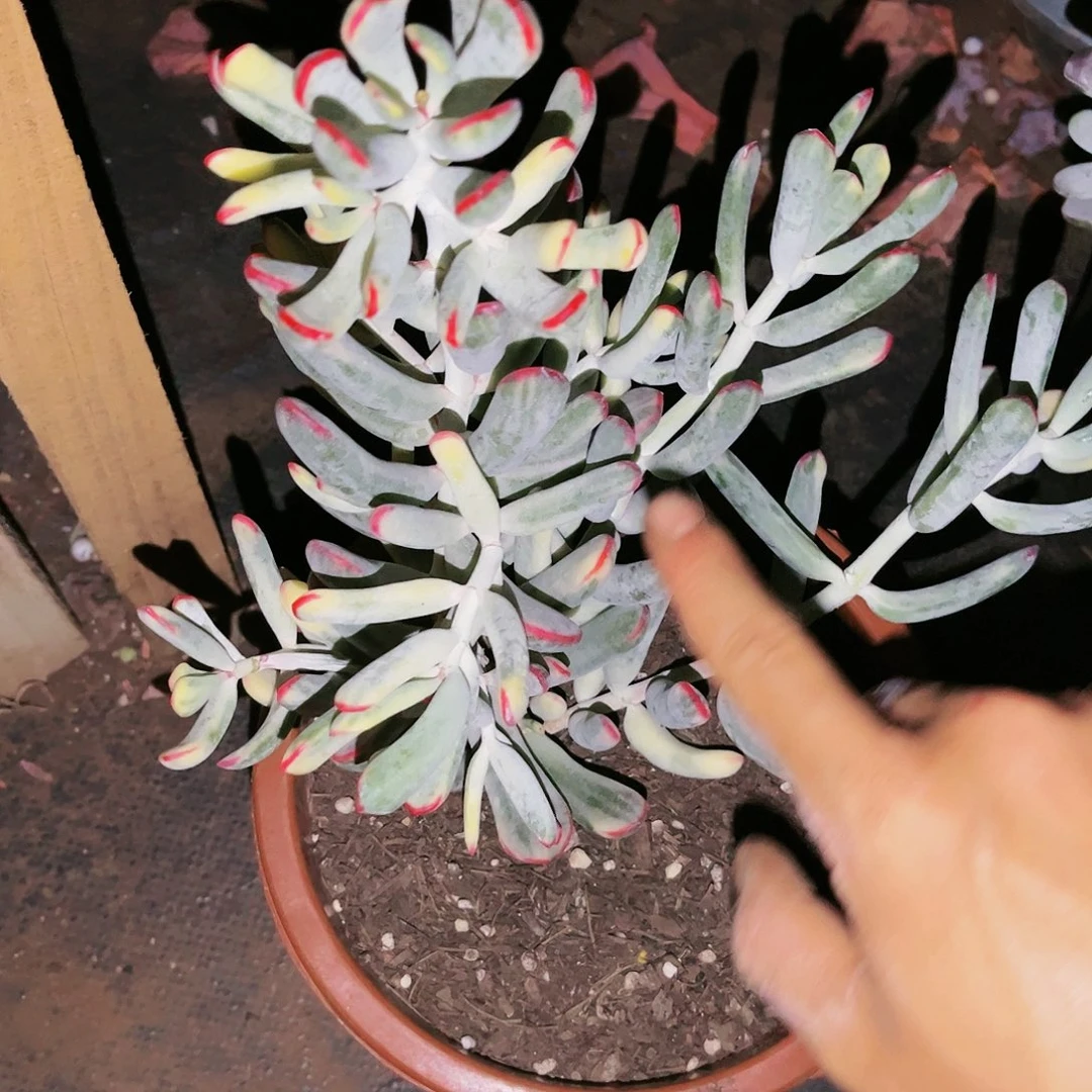若*棒叶福娘景18多肉精品