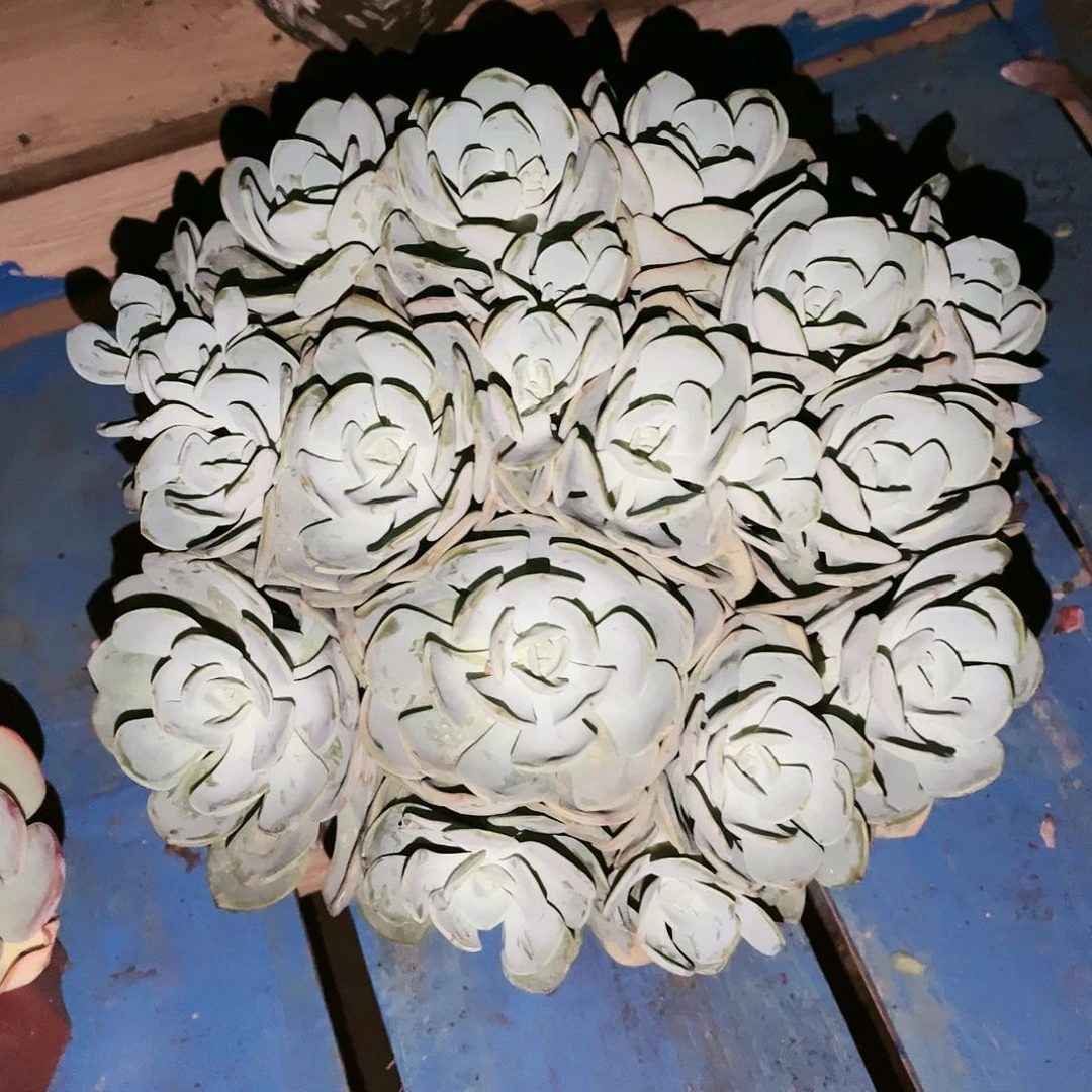 白月光28.88多肉植物