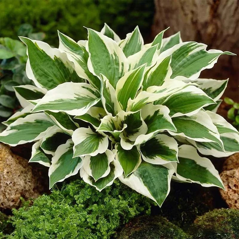 金边玉簪花苗盆栽彩叶植物花卉耐寒种植地栽耐阴多年生易养活绿植