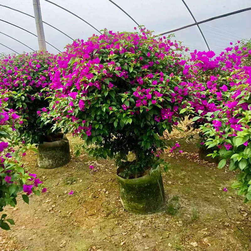 三角梅盆栽四季开花老桩重瓣爬藤植物别墅阳台园林庭院花园绿化