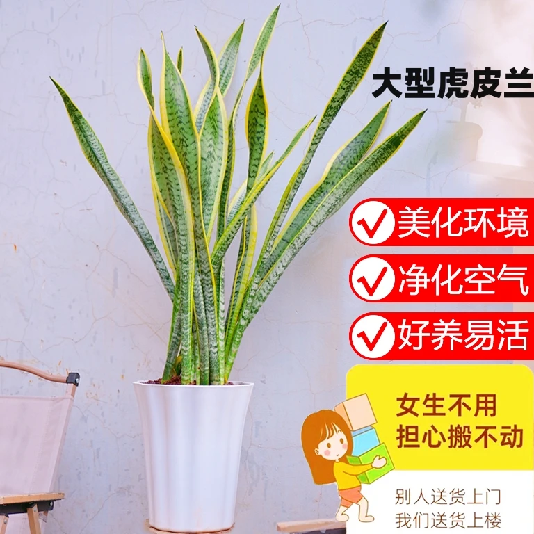 大型虎皮兰室内植物盆栽客厅大型绿植绿色庭院新房家用吸除甲醛