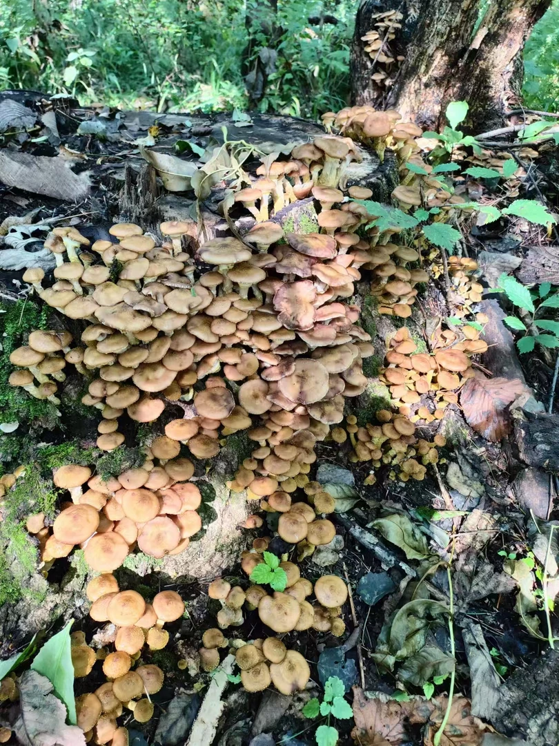 东北野生鲜榛蘑腌的（3斤）野生里边可能有草叶不退不拒收在意勿拍