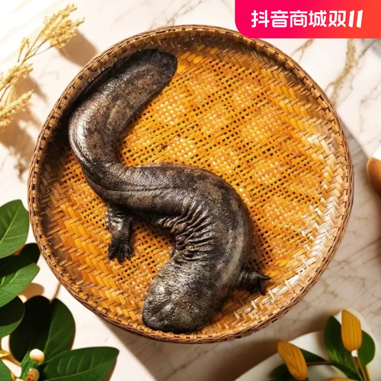 人工生态养殖大啊鲵鱼哇哇鱼生鲜水产淡水鱼