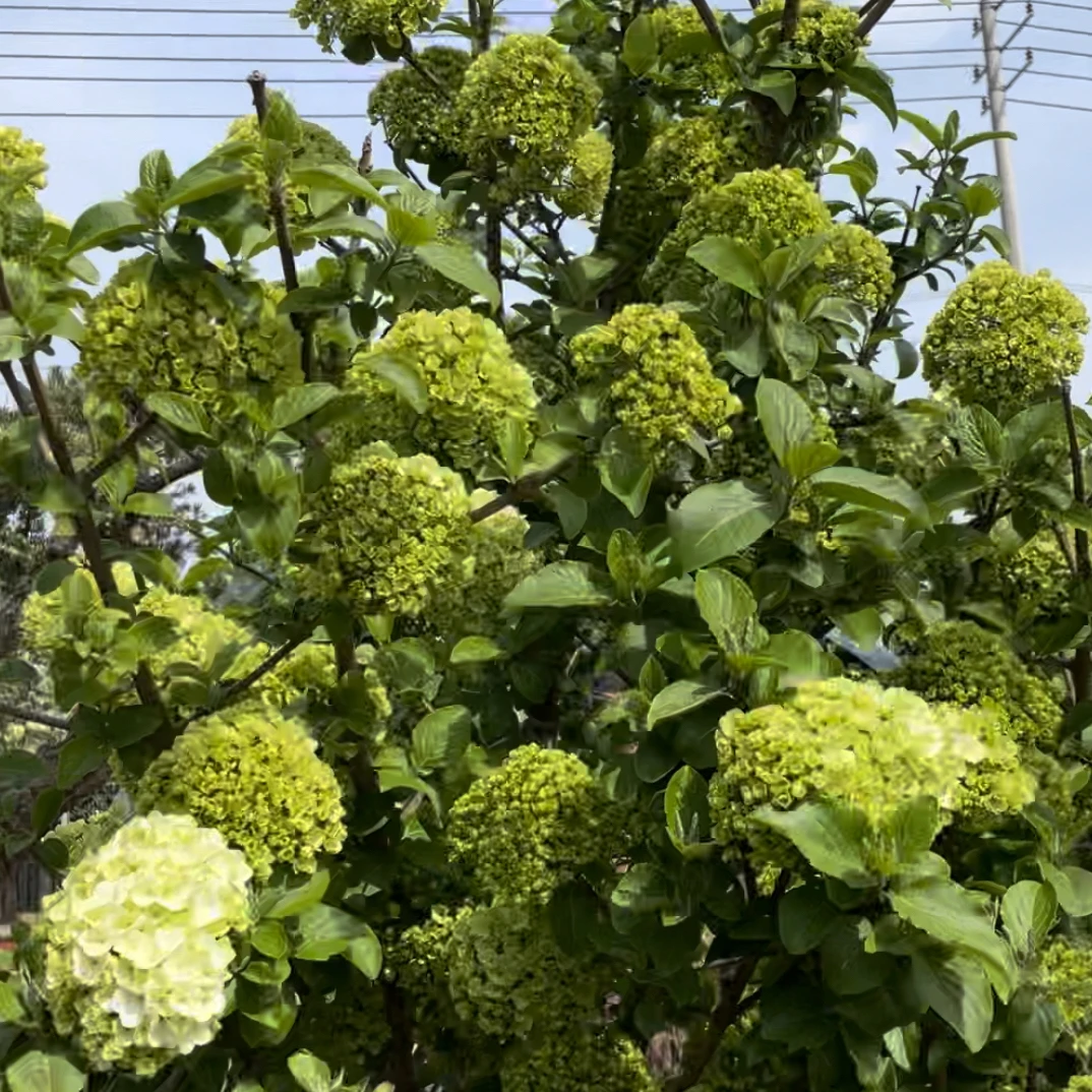 中华木绣球 大花斗球 南北方均可 地栽 盆栽