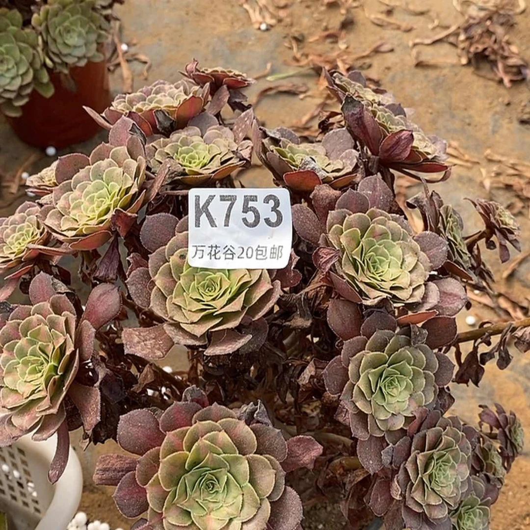 【闪购商品】753铜壶中斑多肉