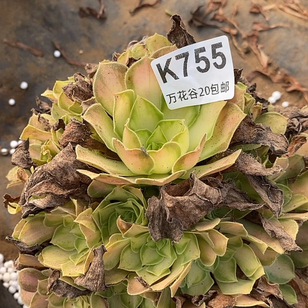 【闪购商品】755韶华