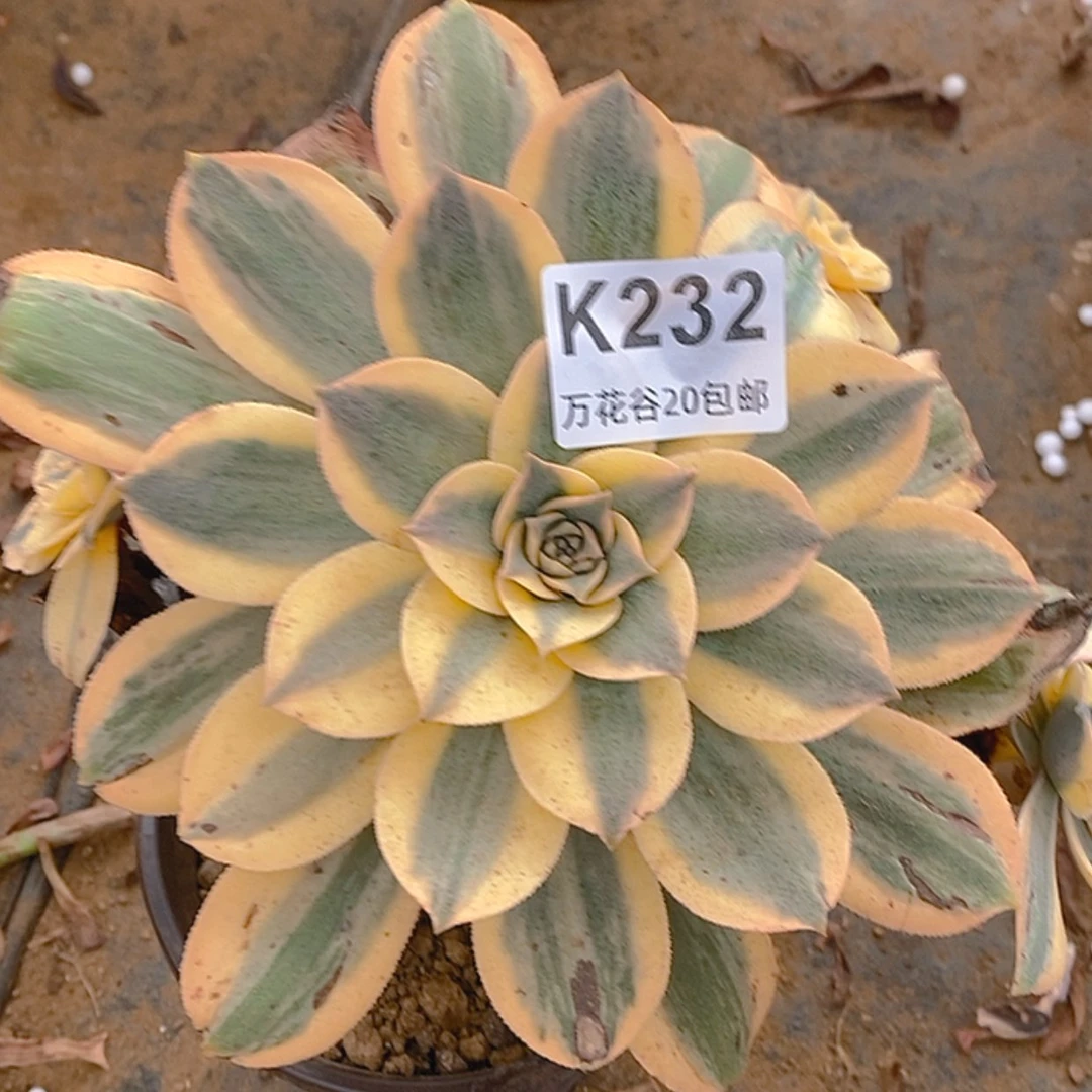 【闪购商品】232灿烂有黑斑
