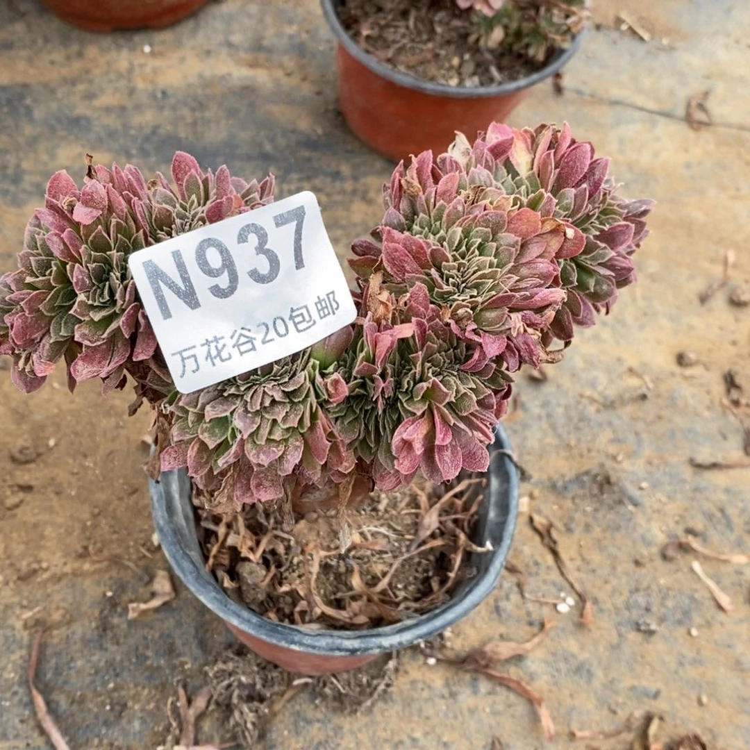 937娜伽女王缀多肉植物