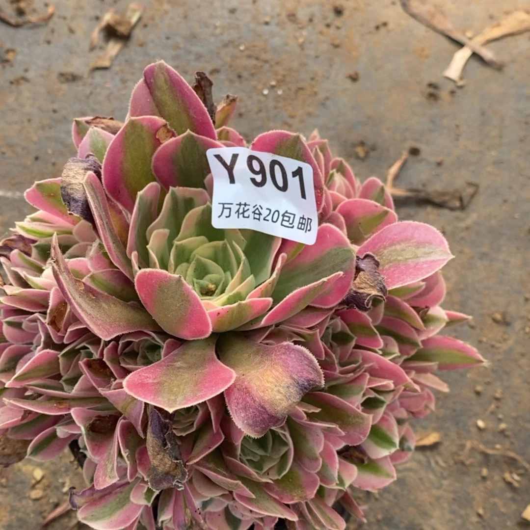 【闪购商品】901女巫
