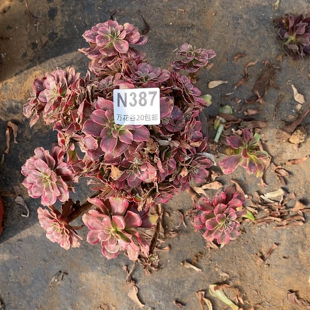 387粉黛多肉植物无售后