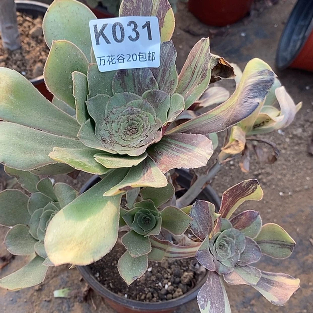 【闪购商品】031巫毒拉丝花脸