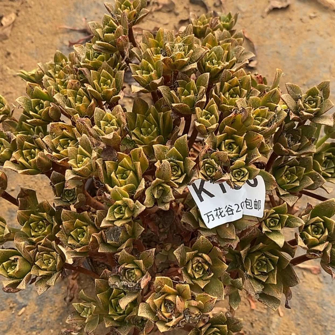 【闪购商品】100花茶