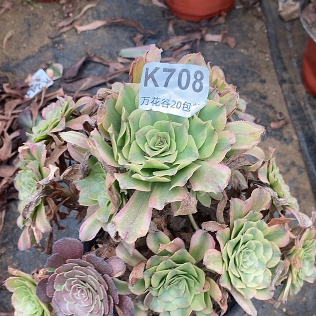 【闪购商品】708沙皇