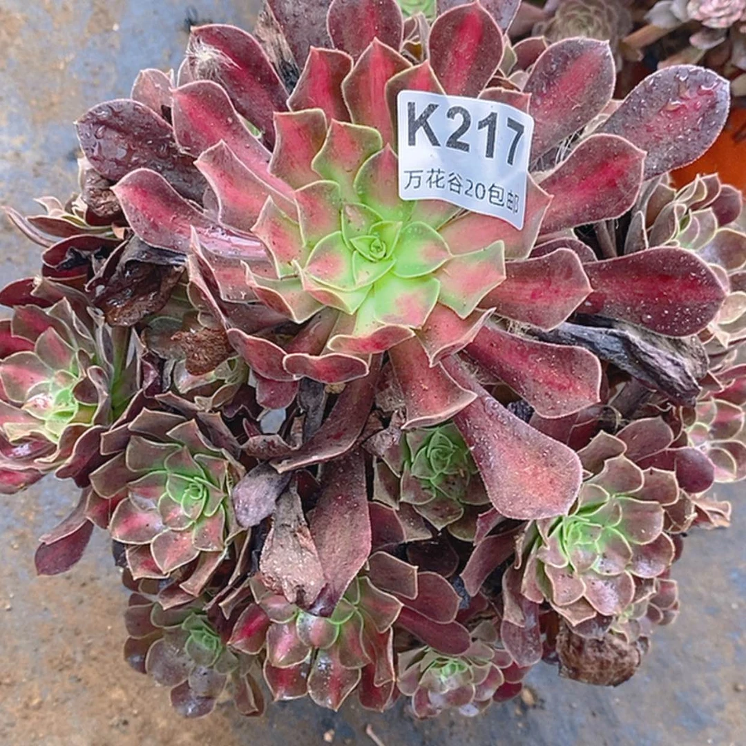 【闪购商品】217花纳