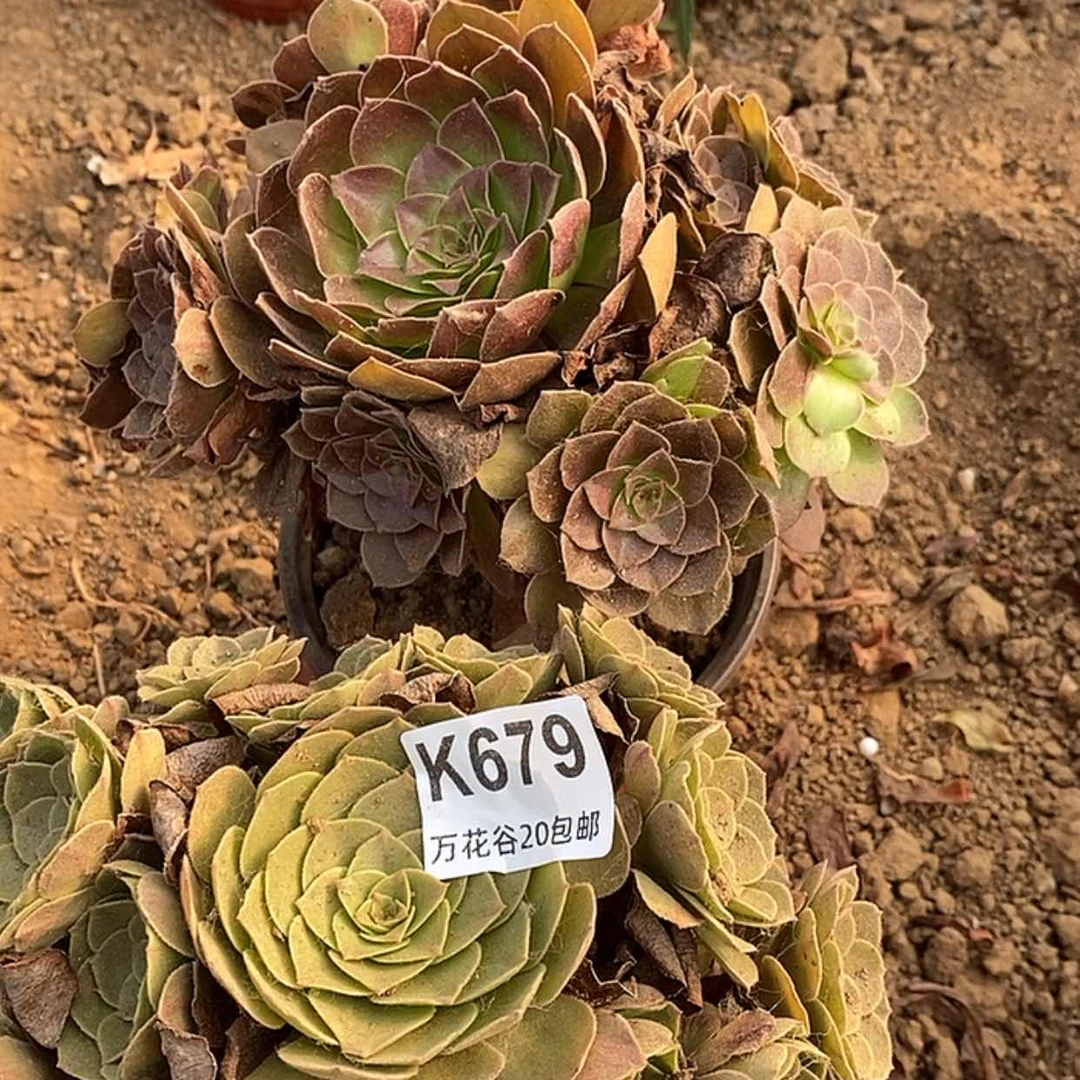 【闪购商品】679赤焰莲万圣节