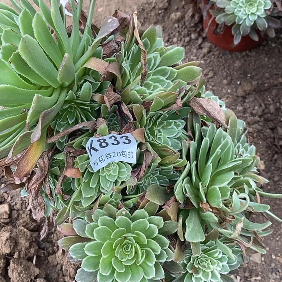 【闪购商品】833金丝楠木偏崽