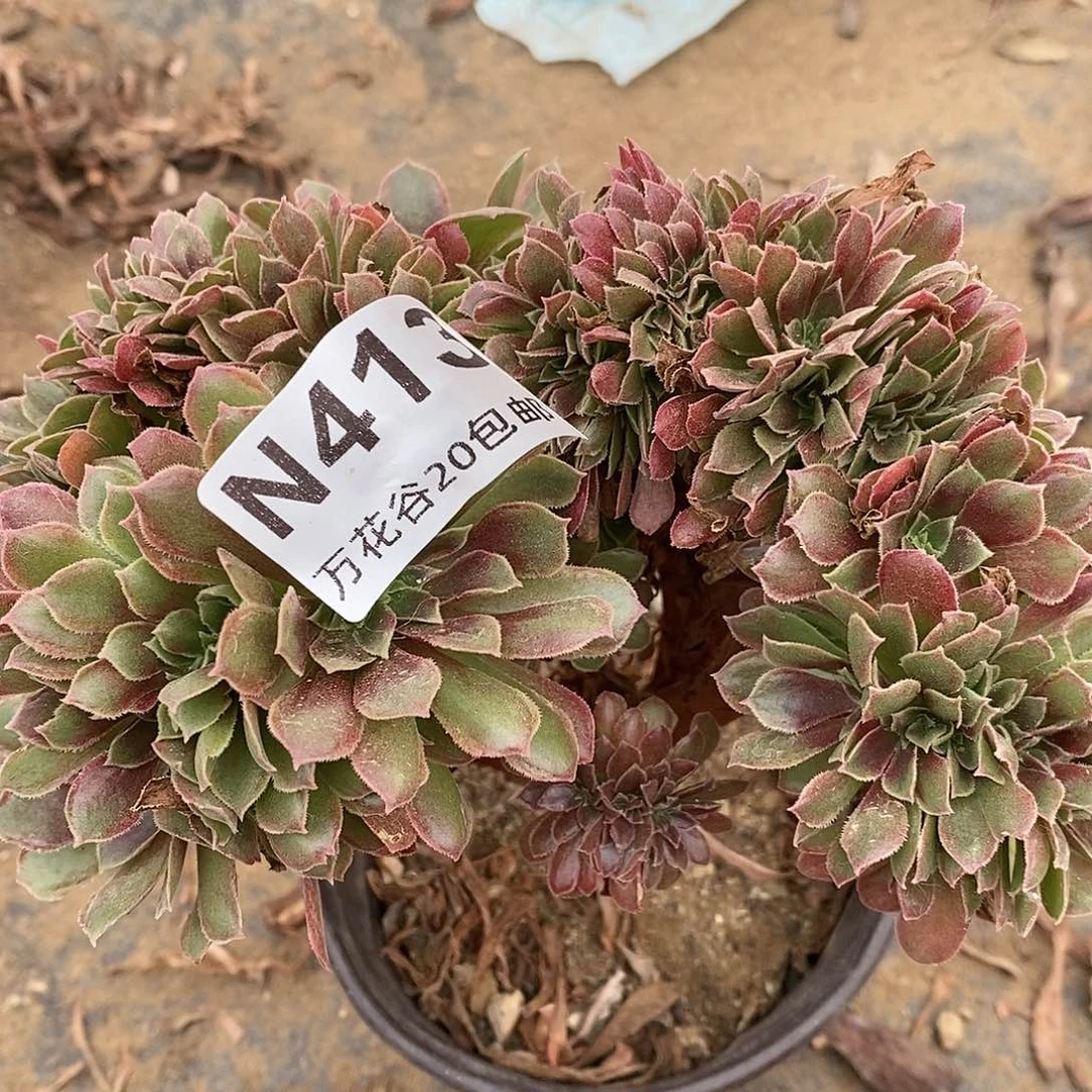 413娜伽女王缀多肉植物