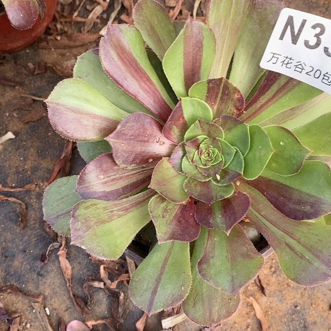 338花月夜多肉植物