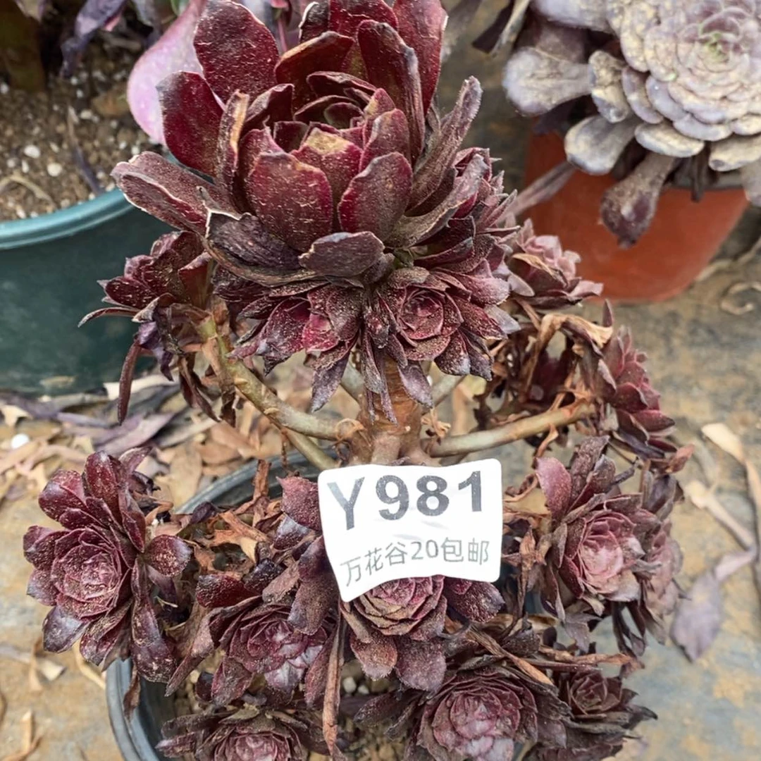 【闪购商品】981美姬多肉