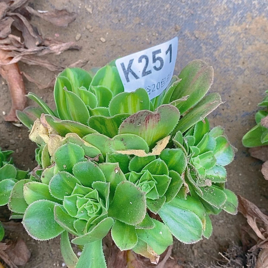 【闪购商品】251翡翠琉璃满崽量拍