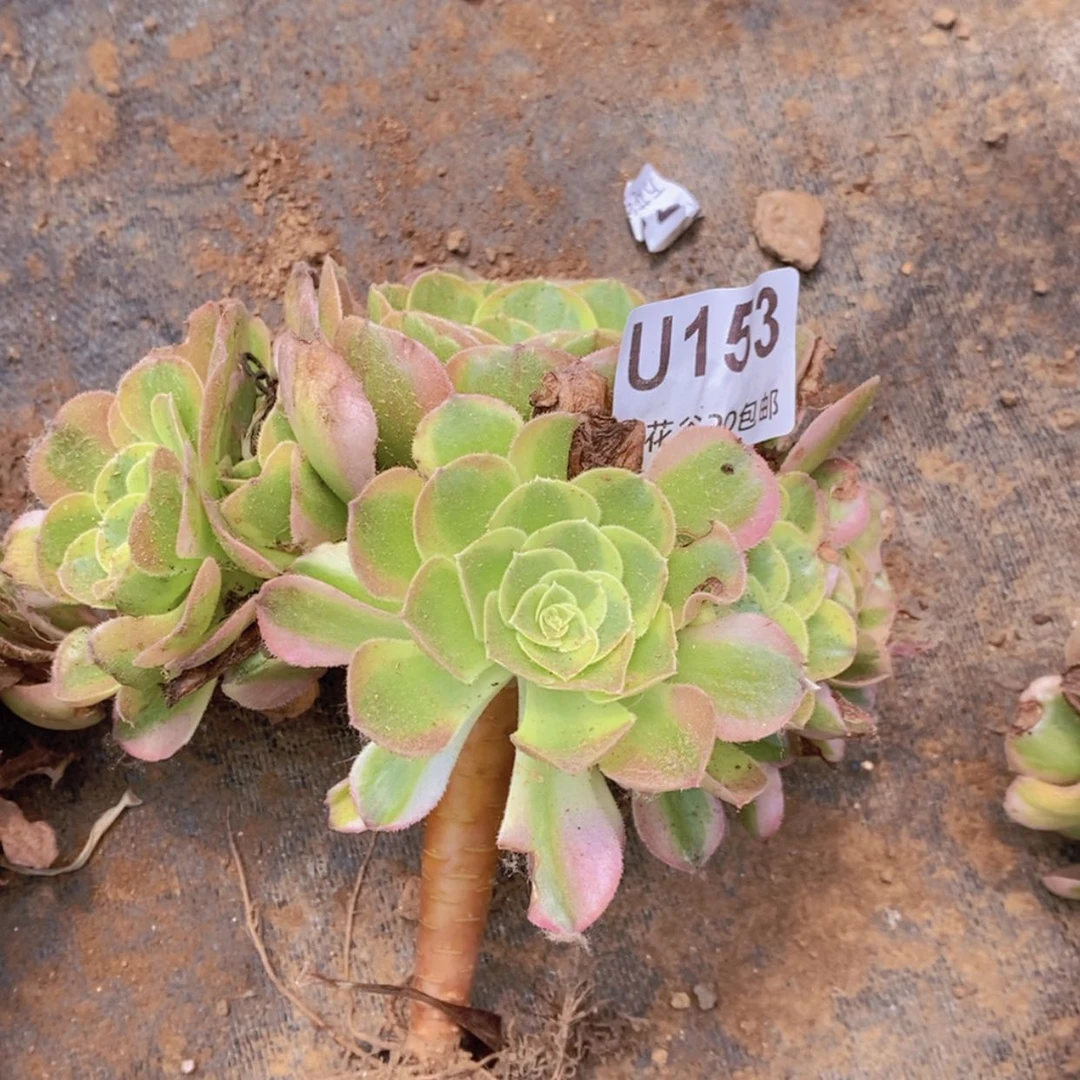 【闪购商品】153奶白满崽12厘米量拍