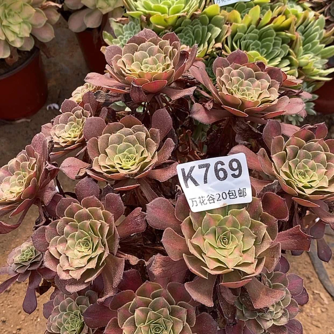 【闪购商品】769铜壶中斑多肉