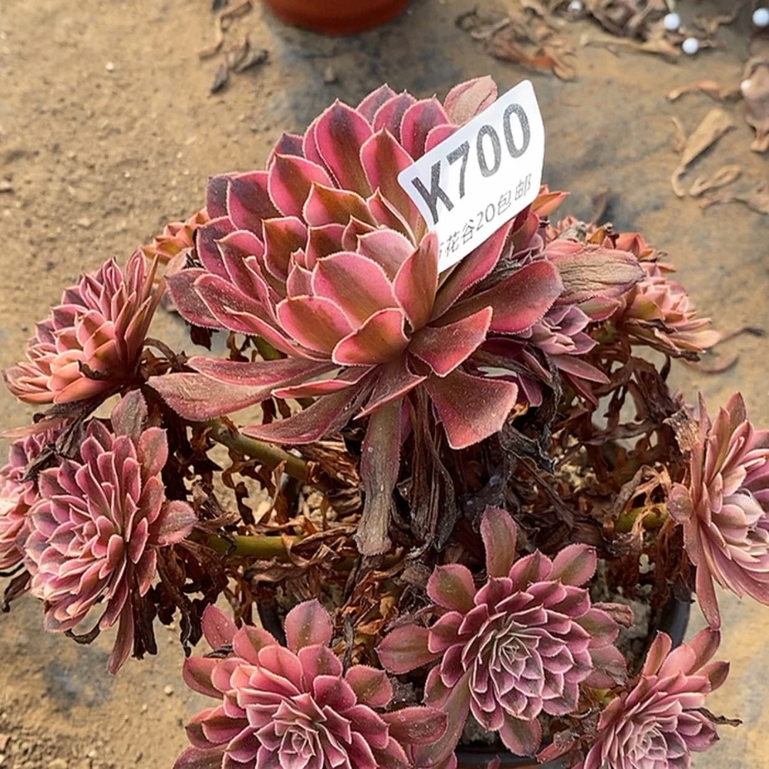 【闪购商品】700黑铜白