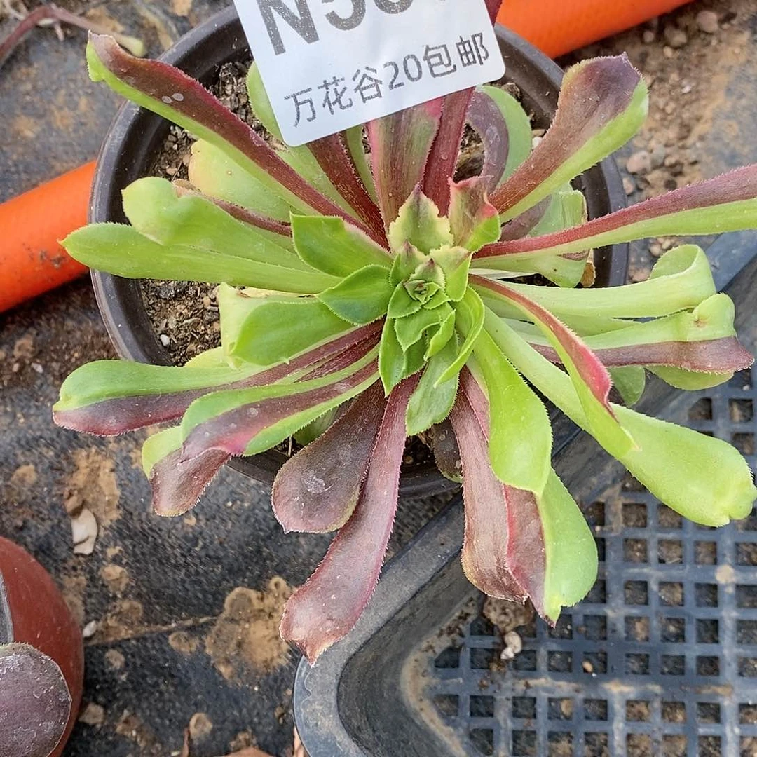 583粉黛花脸多肉植物