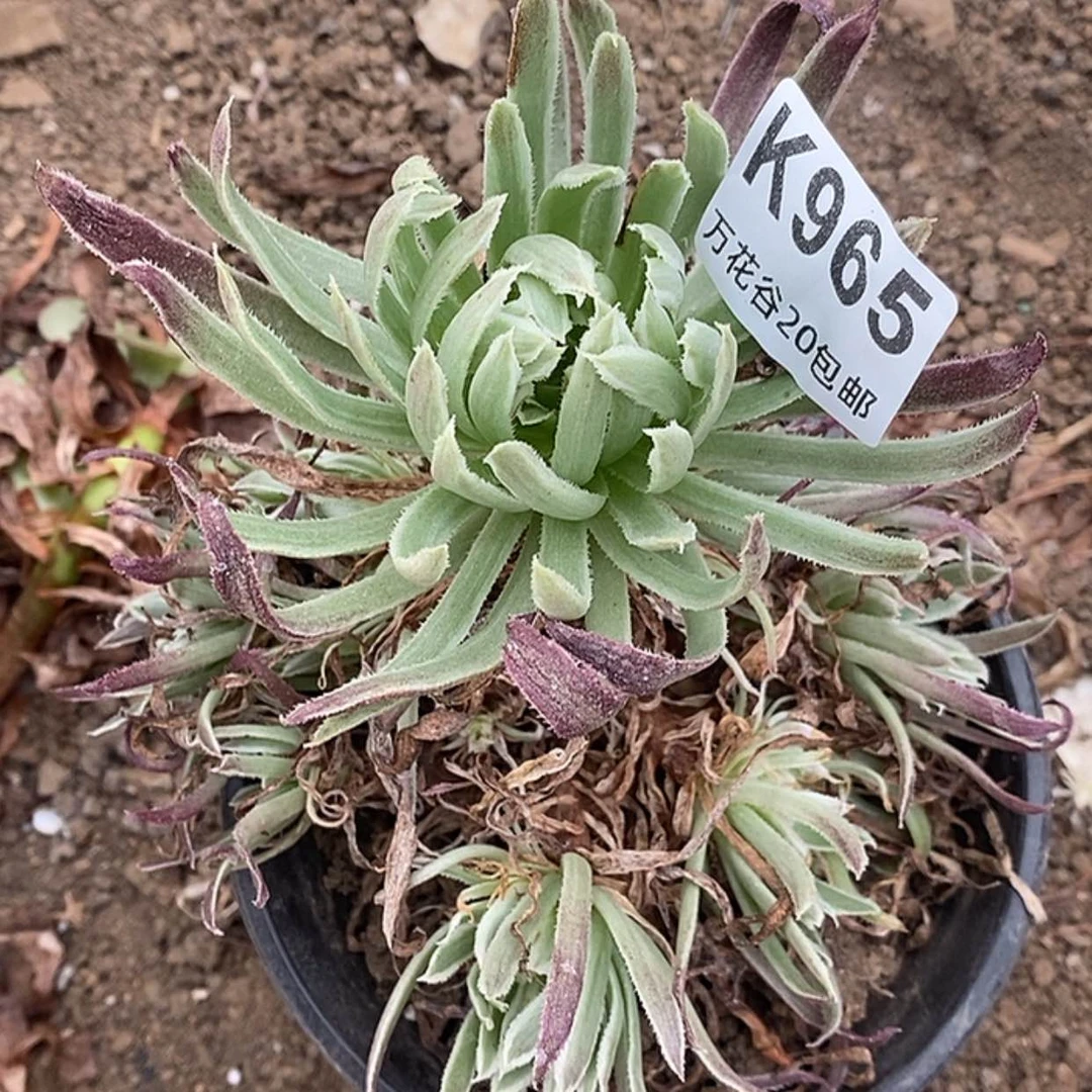 【闪购商品】965金丝菊