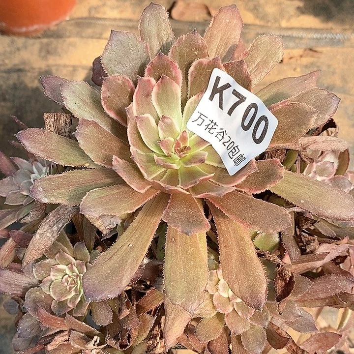 700紫霞仙子多肉植物