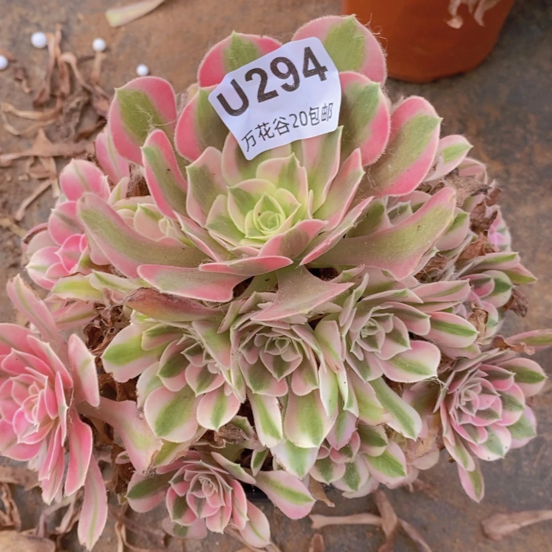 【闪购商品】294女巫