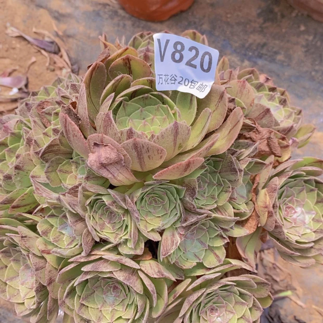 【闪购商品】820万拉丝