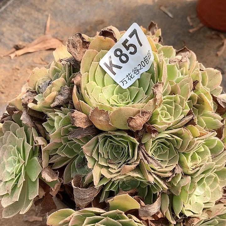 857西施多肉植物