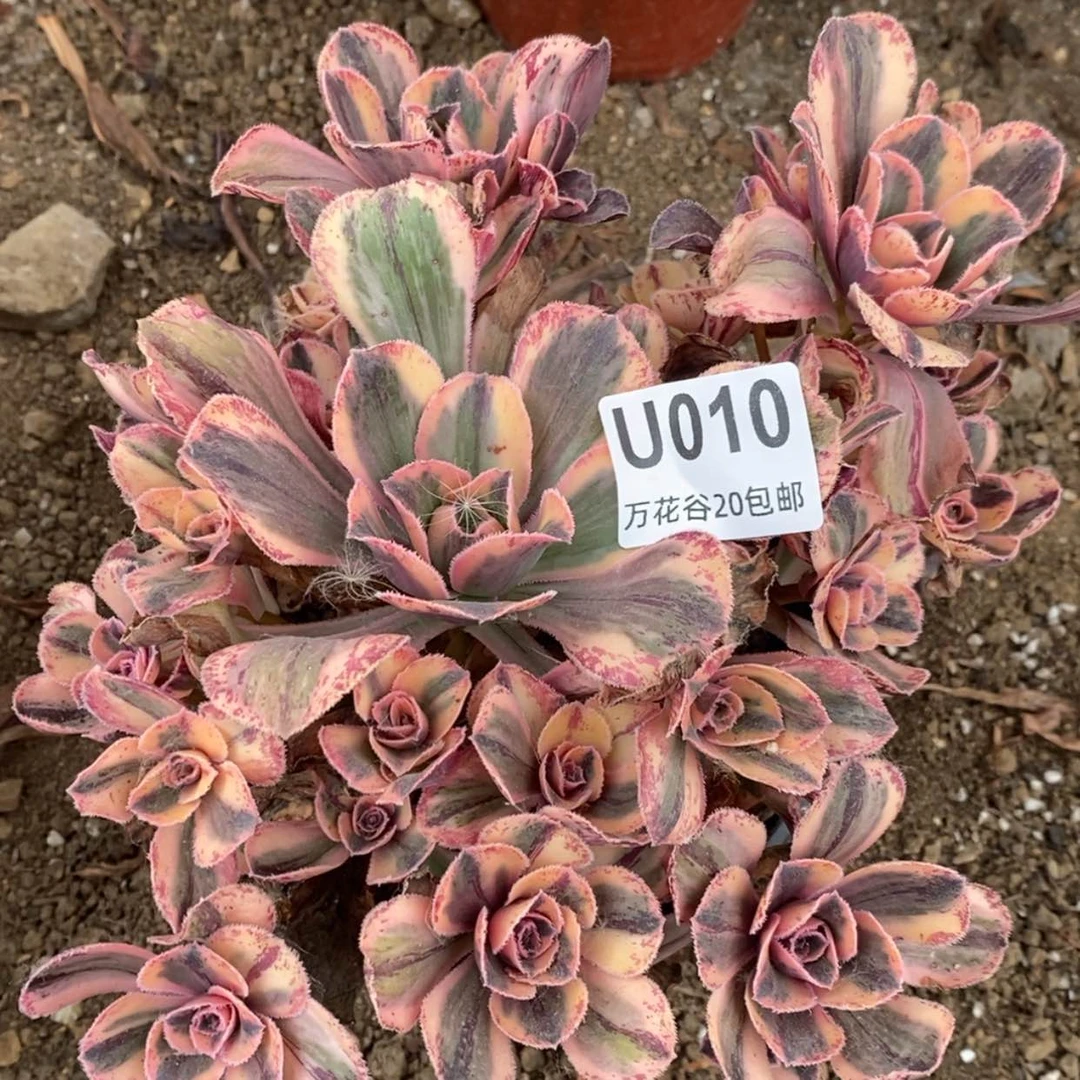 【闪购商品】010青花瓷多肉