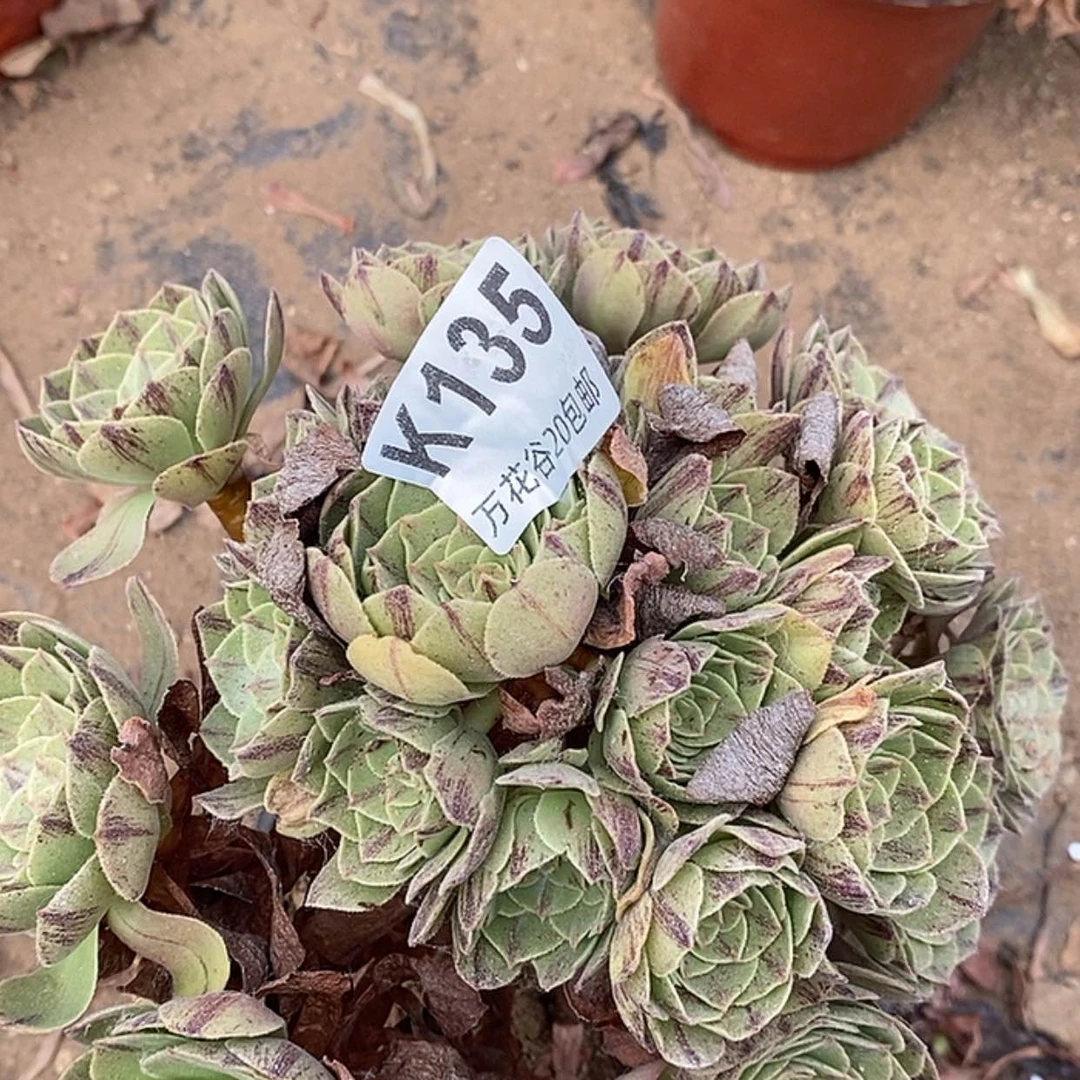 【闪购商品】135万拉丝
