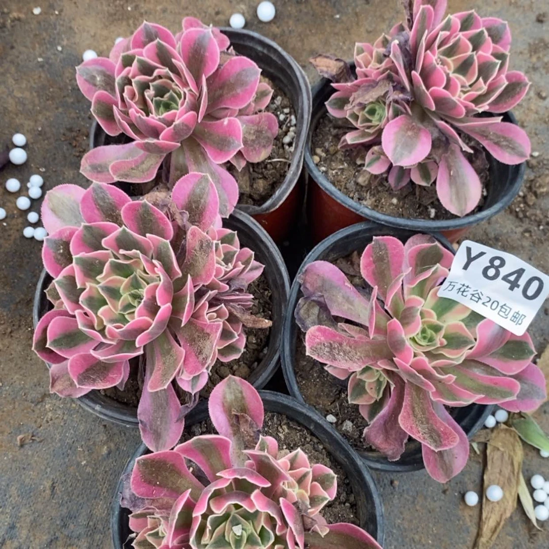 【闪购商品】840女巫5棵单头量