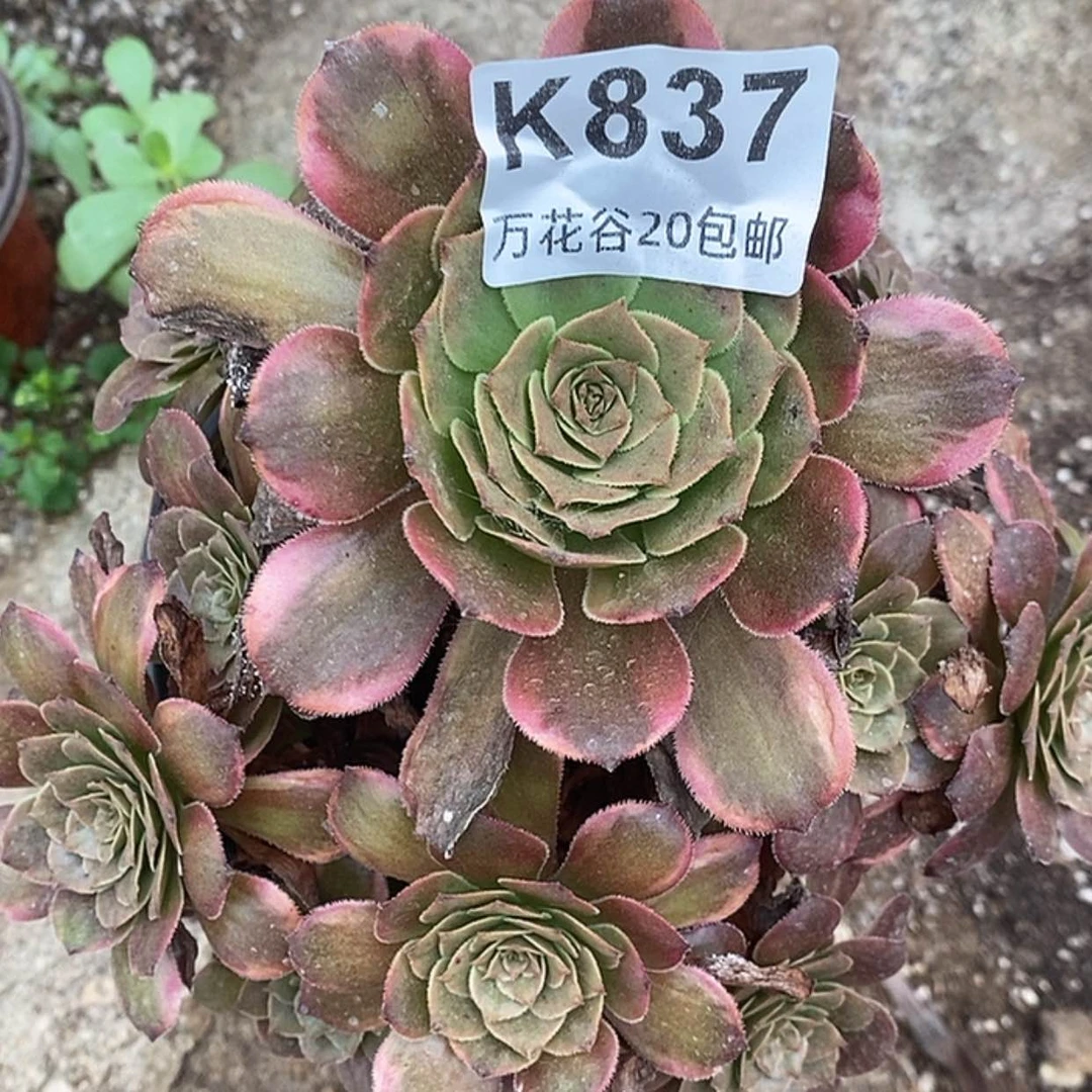 【闪购商品】837烟花