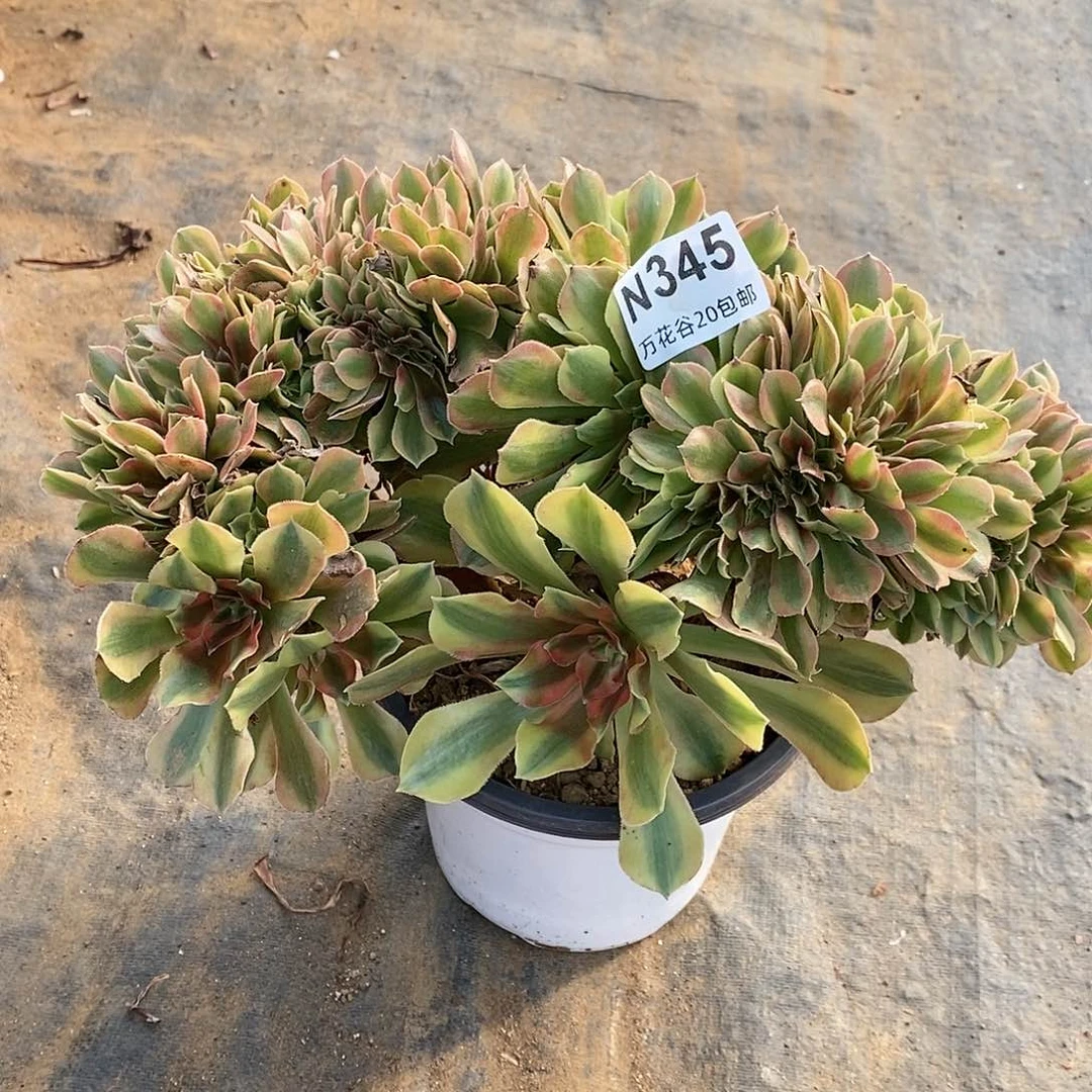 345红袖缀多肉植物