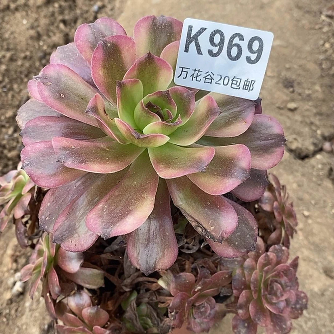 【闪购商品】969美姬