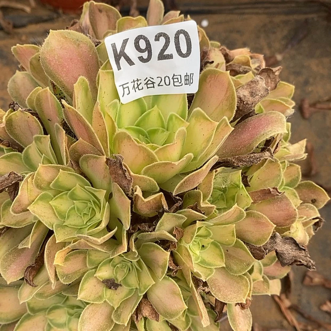 【闪购商品】920韶华