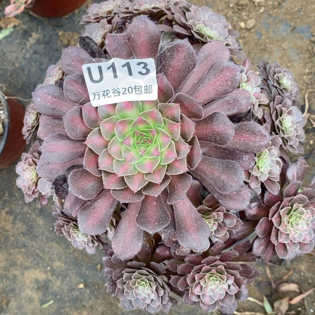 【闪购商品】113铜壶中斑多肉