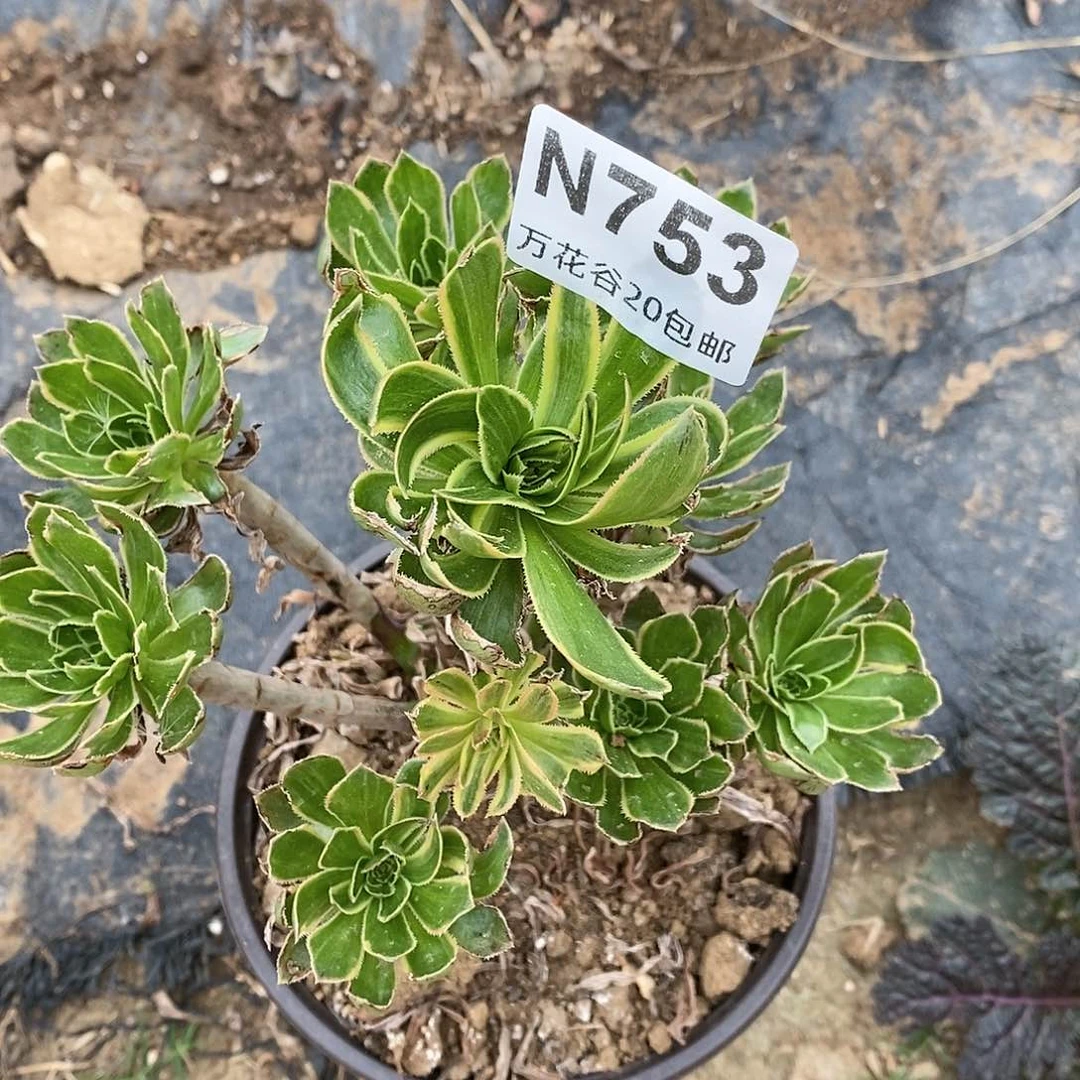 753虞姬多肉植物