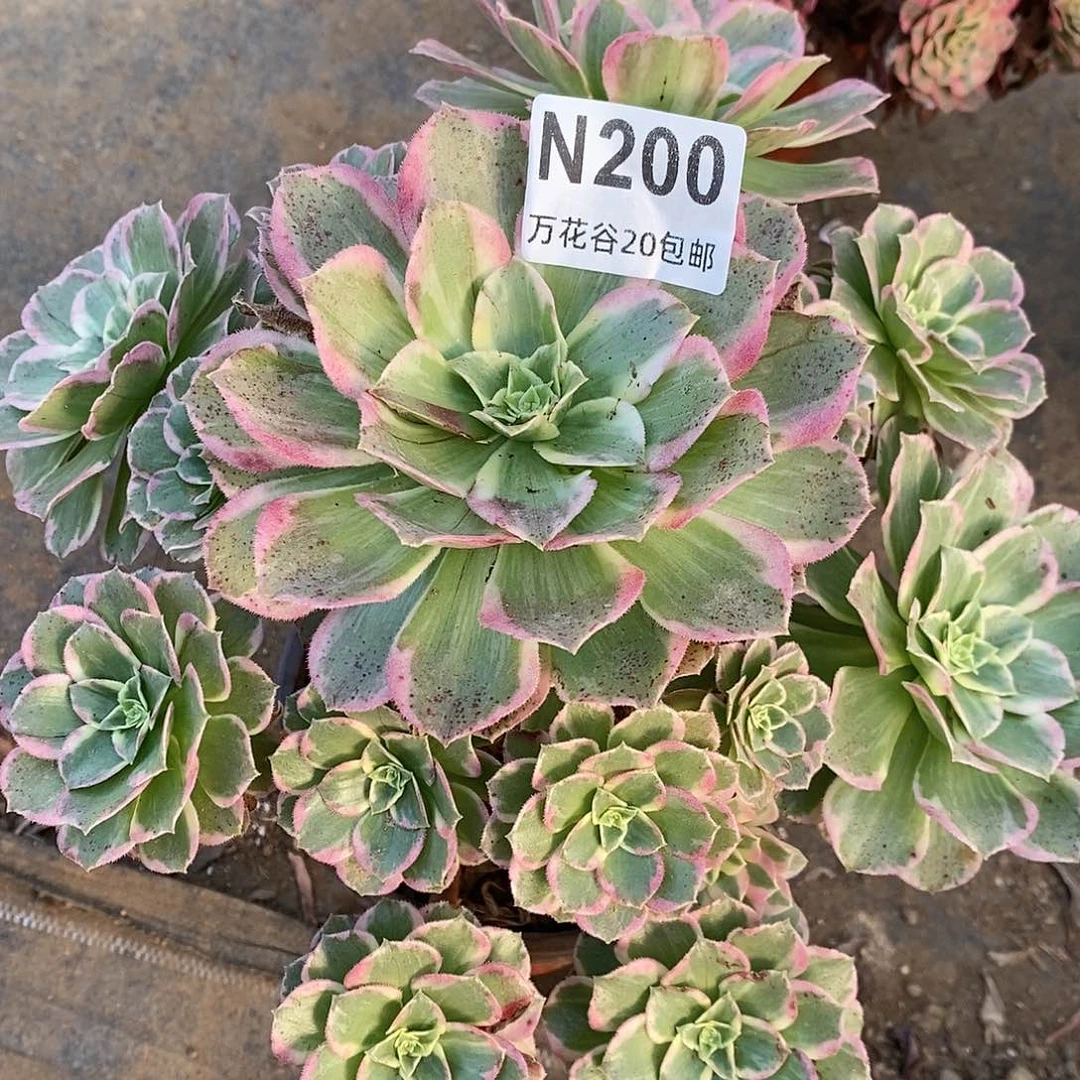 200万花筒多肉植物