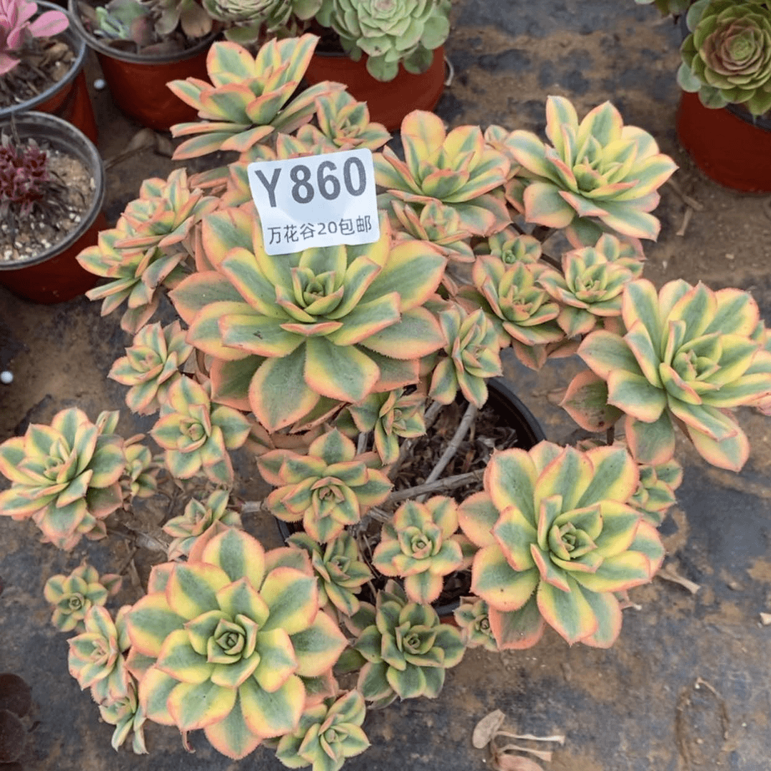 【闪购商品】860星爆