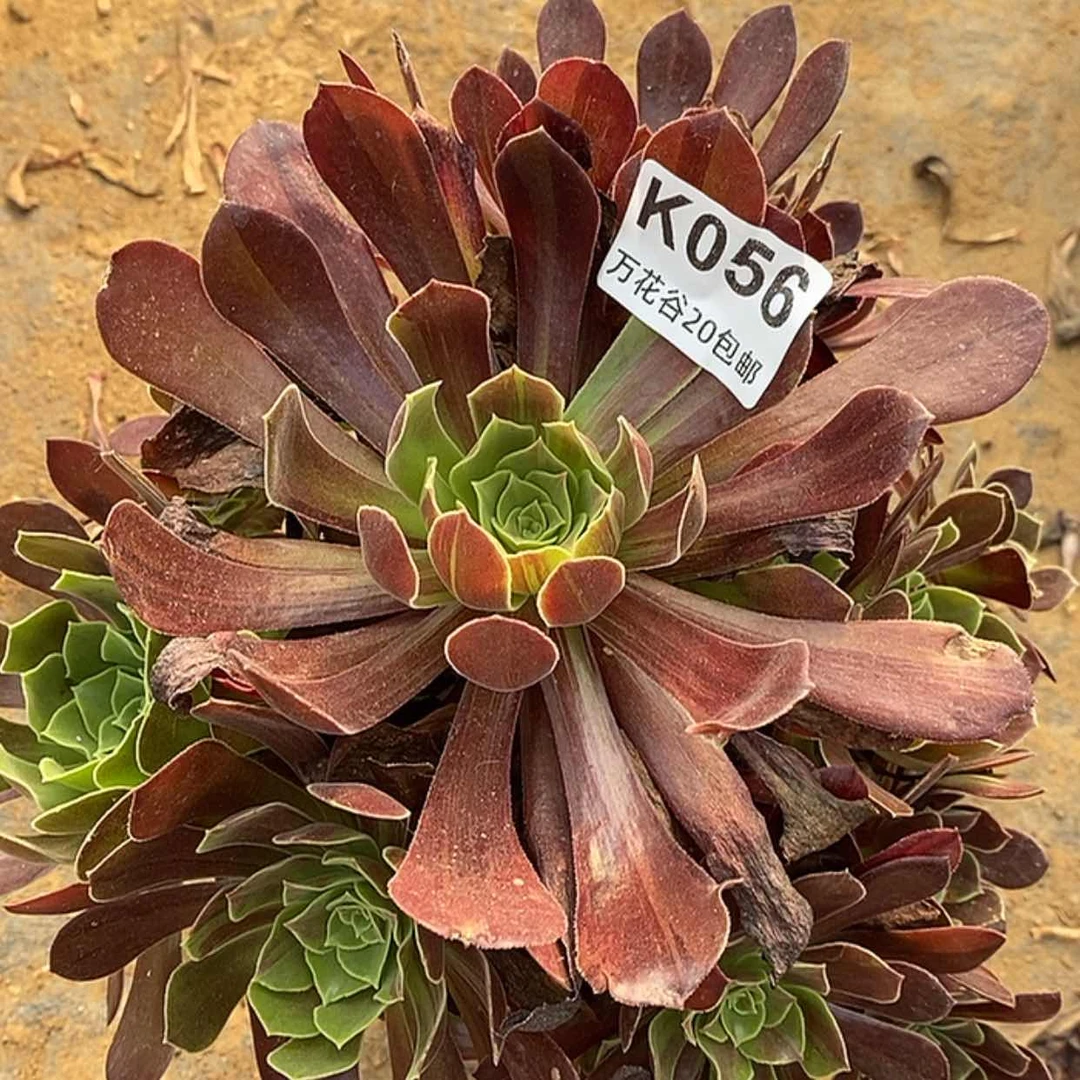 【闪购商品】056欧若拉多肉