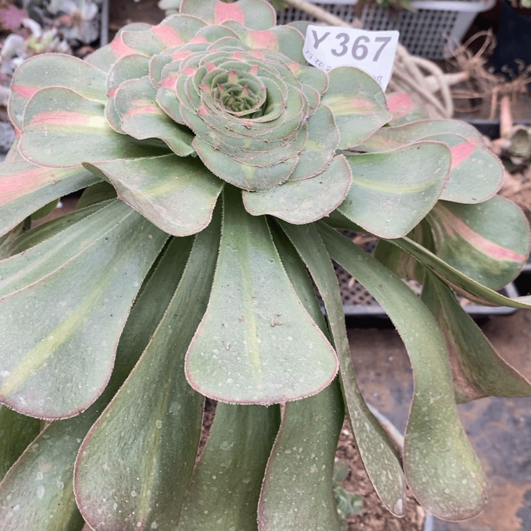 【闪购商品】367暴君