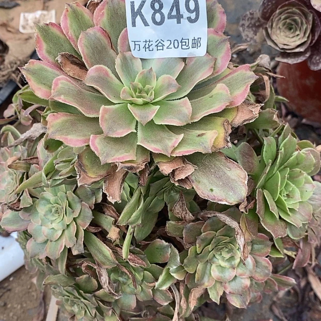 【闪购商品】849粉黛