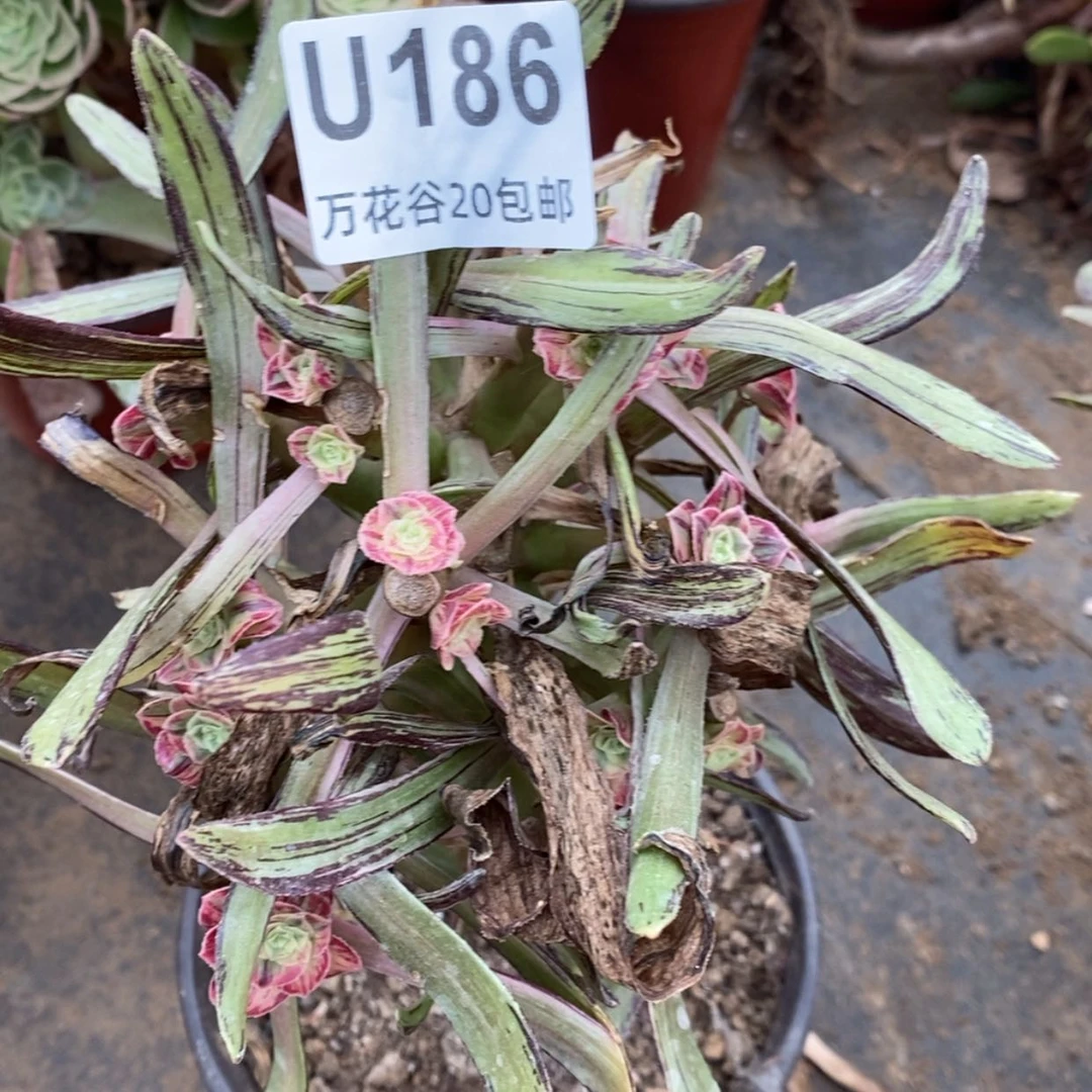 【闪购商品】186微锦锦砍过